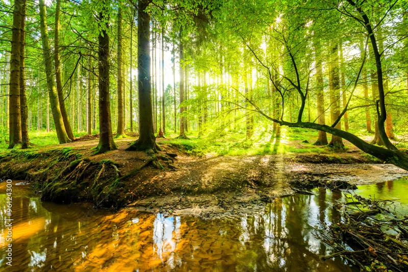 Wald