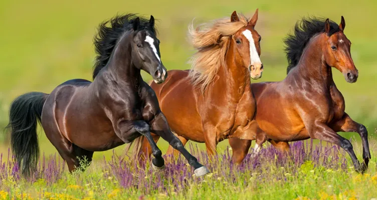 Pferd