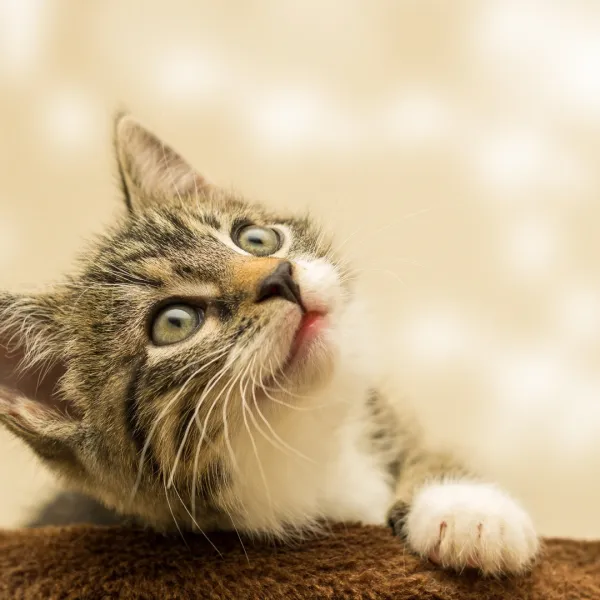 Tiere