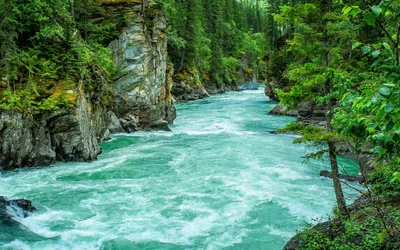 Fluss im Wald