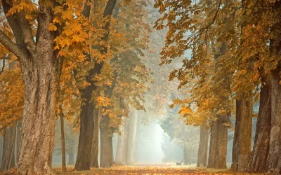 Herbstlicher Wald