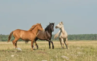 Kostenloses Bild von einem Pferd