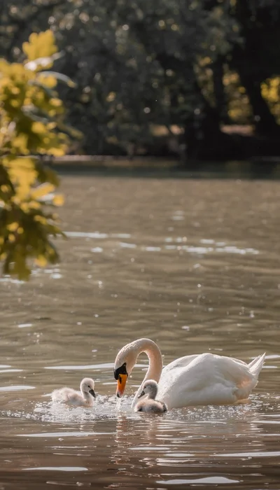 Eleganter Schwan auf dem See in iPhone Hintergrundbilder