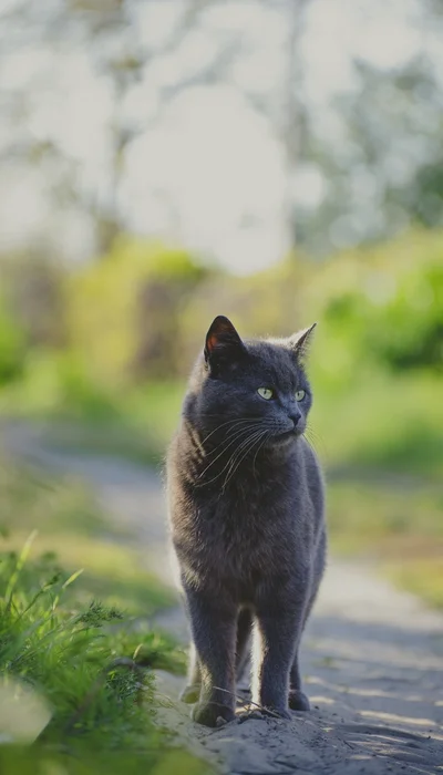 Graue katze wallpaper