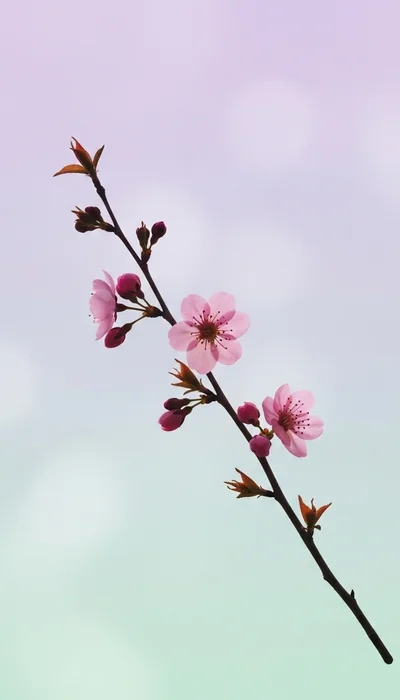 Minimalistische Blumen Hintergrundbilder