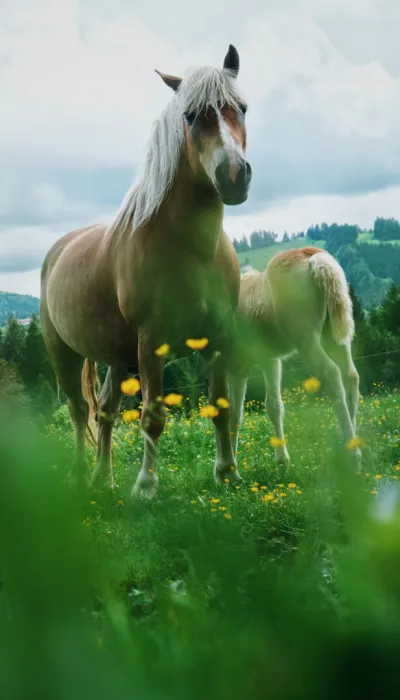 Pferd mit seinem Fohlen auf einer Wiese