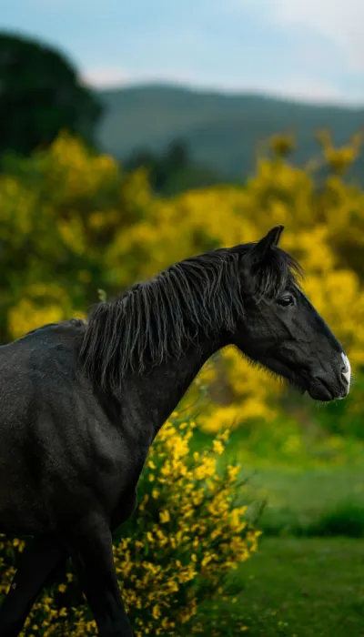 Schwarzes Pferd