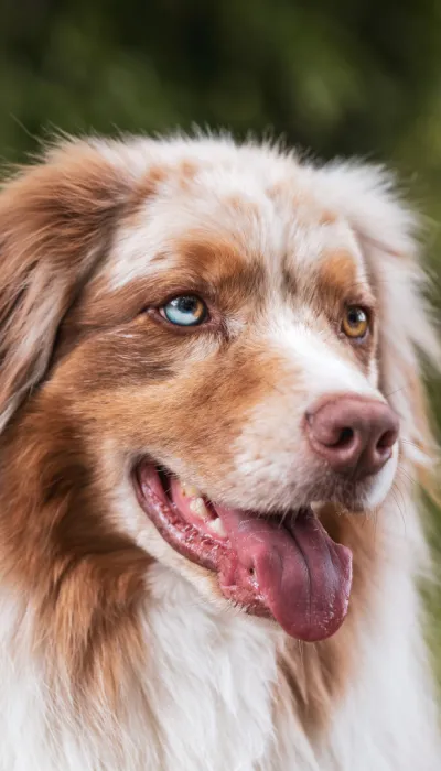 süßer Hund