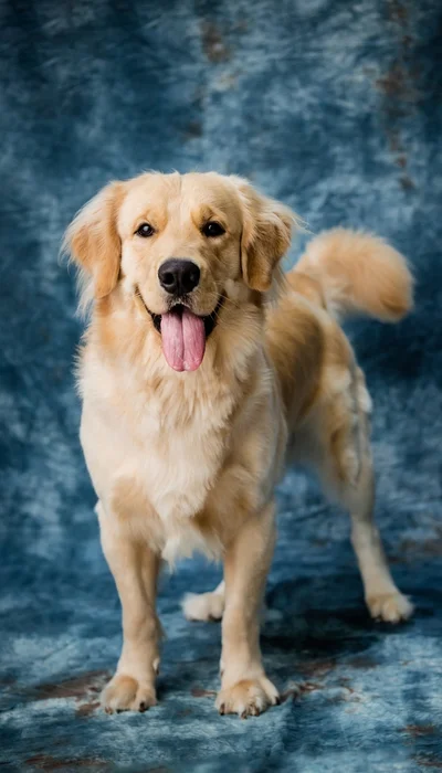 Süßer Hund