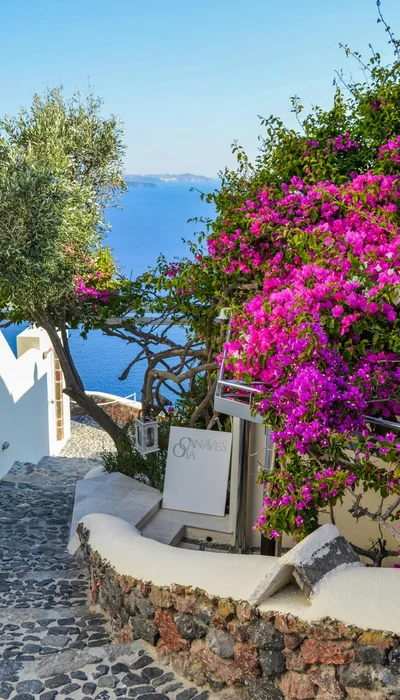 Weiße Beschilderung Neben Lila Bougainvillea Neben Gewässern