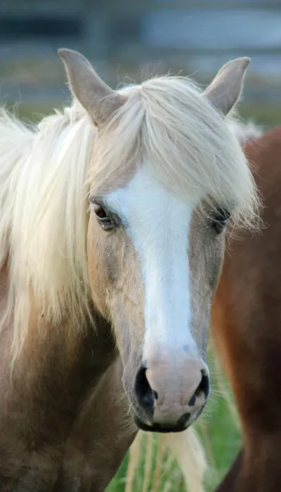 Weißes Pferd