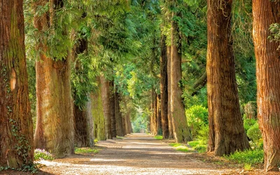 Schöne Waldbilder