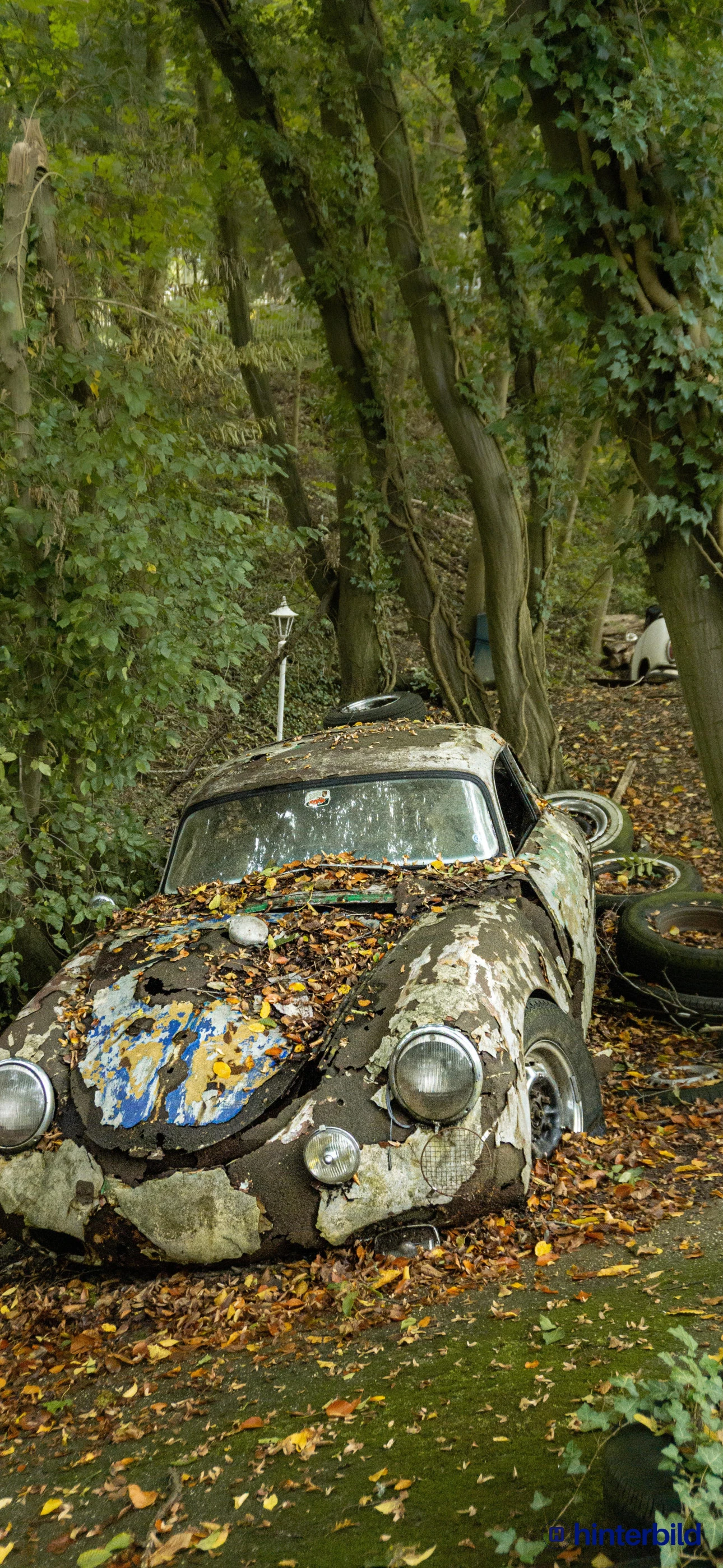 Auto im Wald – Natur trifft auf Motorenkraft
