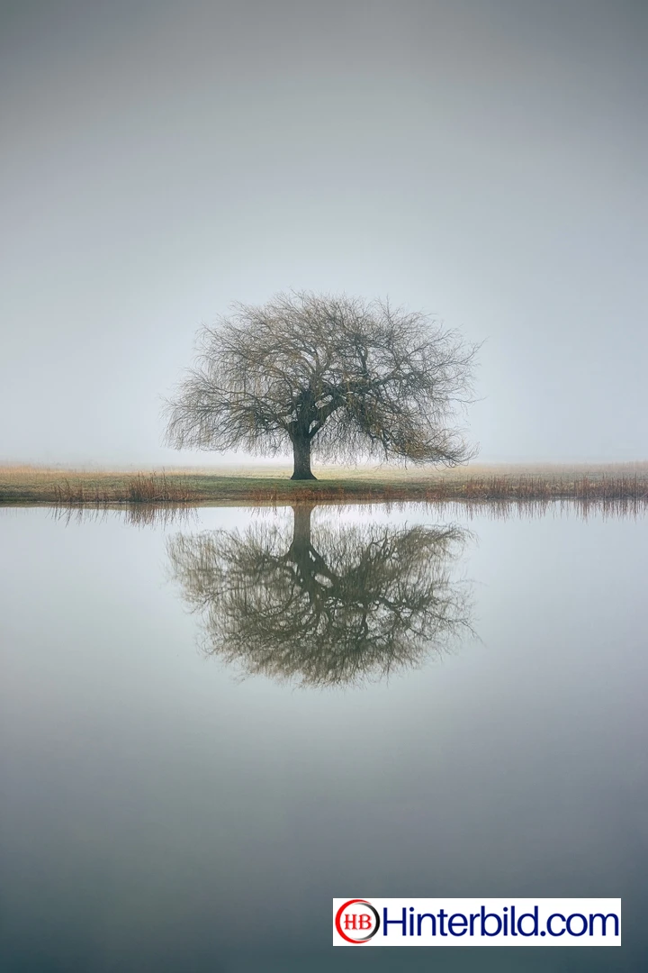 Baum, Reflexion, Nebel
