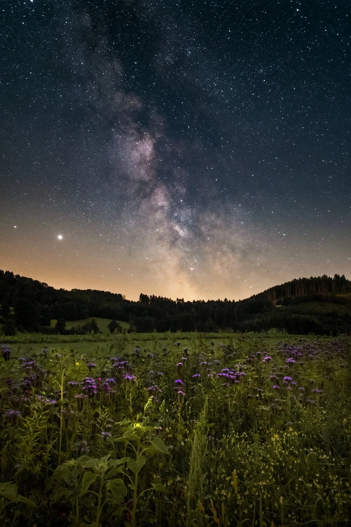 Blumen und Sterne in 4K & HD Kostenlos – iPhone Hintergrundbilder hintergrundbild