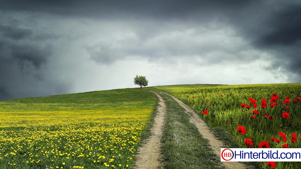 Blumenbedeckter Weg im Frühling hintergrundbild