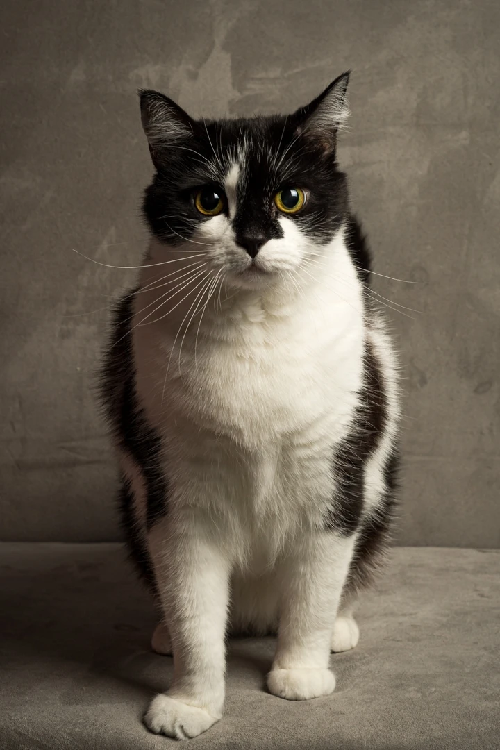 chwarz-weiße Katze hintergrundbild