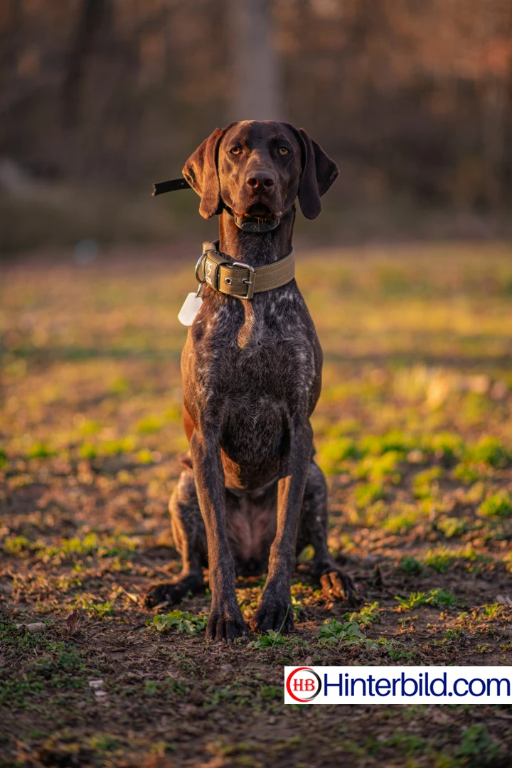Deutsch Kurzhaar, Zeiger Hund