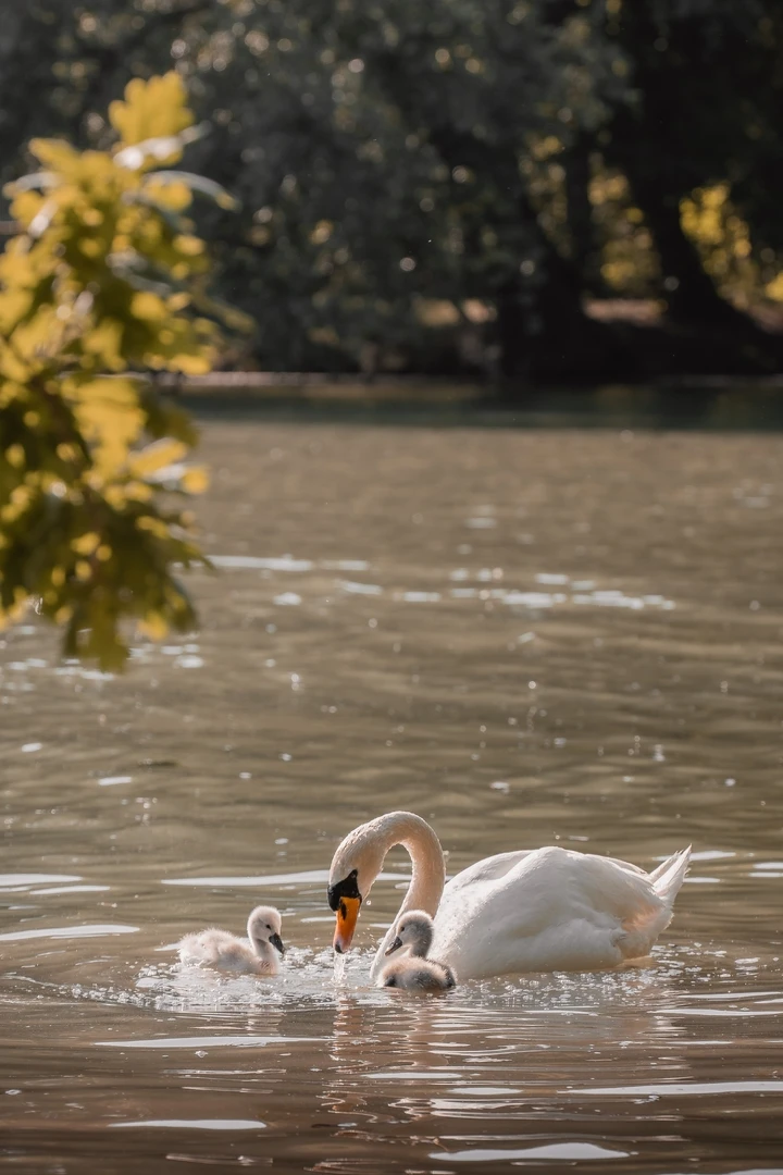 Eleganter Schwan auf dem See in iPhone Hintergrundbilder hintergrundbild