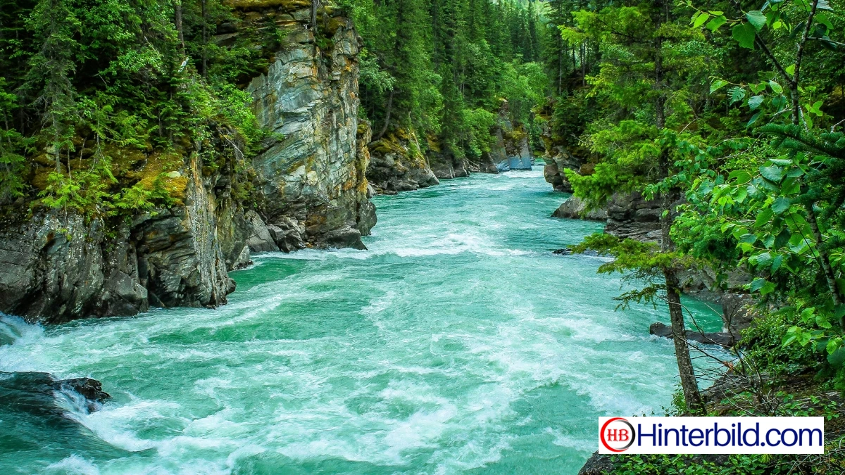 Fluss im Wald hintergrundbild