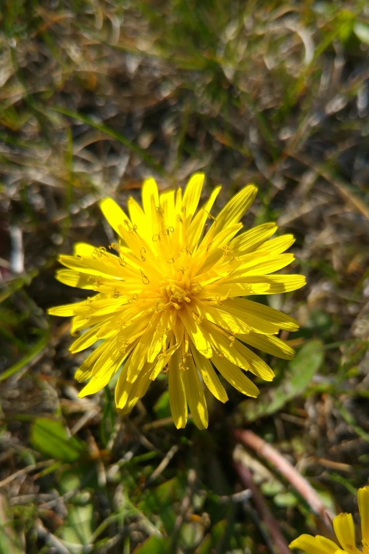 Gelbe Blume Wallpaper in 4K – Kostenlos für iPhone & Android herunterladen hintergrundbild
