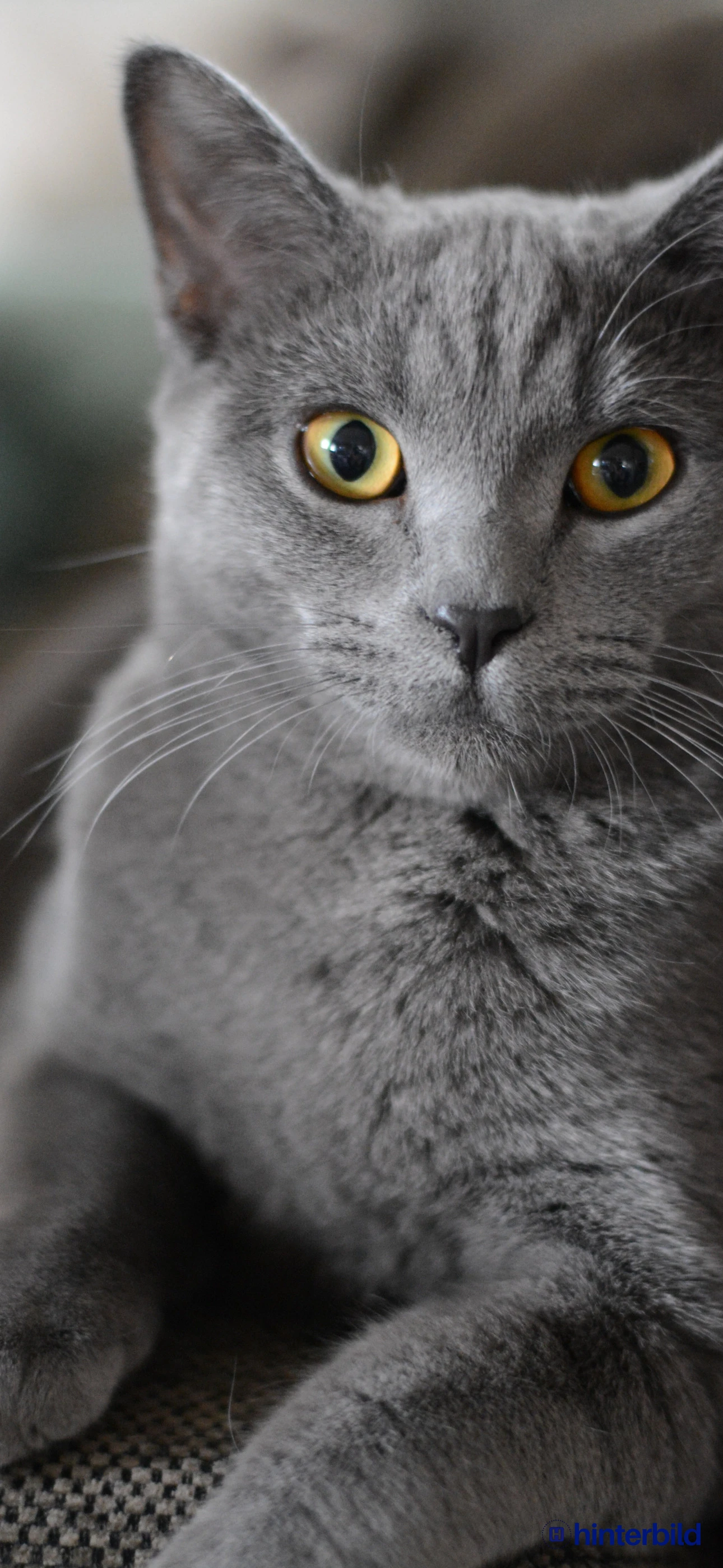 Graue Katze