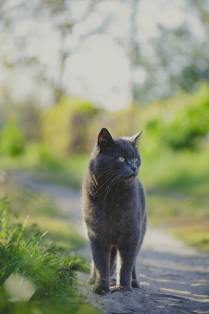 Graue katze wallpaper hintergrundbild