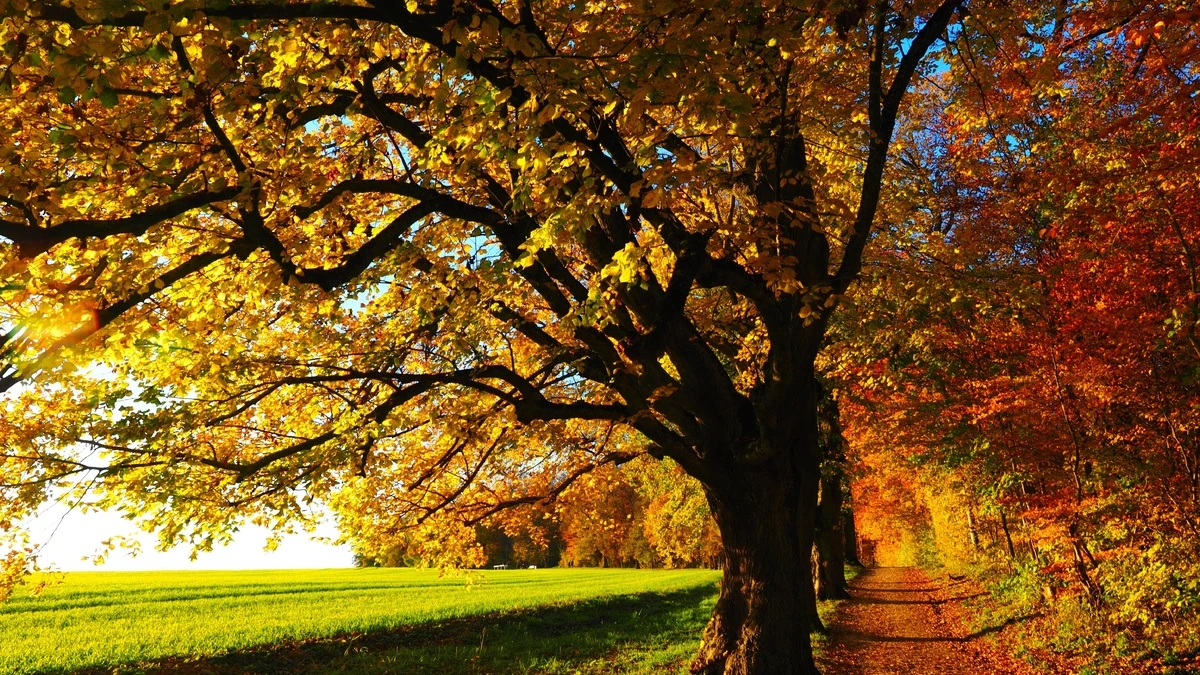 Herbstliche Bäume mit bunten Blättern – HD & 4K Kostenloses Hintergrundbild