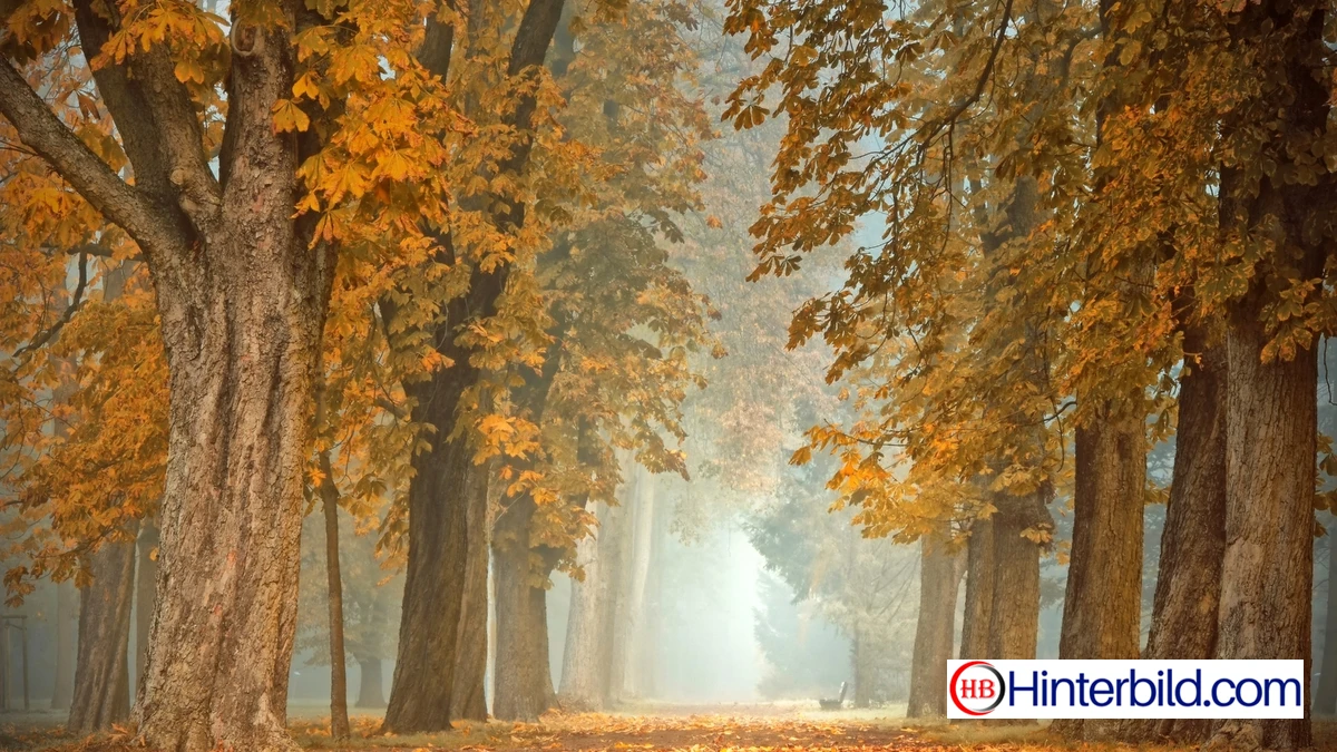Herbstlicher Wald hintergrundbild