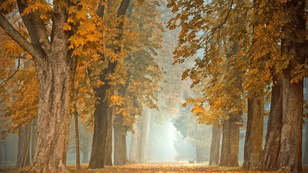Herbstlicher Waldweg mit goldenen Blättern – HD & 4K Kostenloses Hintergrundbild hintergrundbild