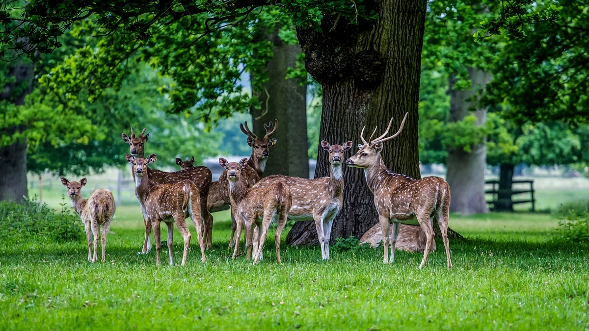 Hirsch, Damhirschkuh, Bock hintergrundbild