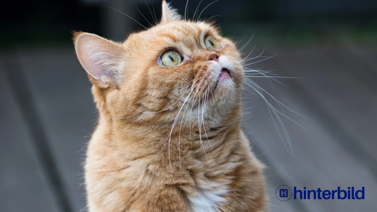 Katze, Britisch kurzhaar, Katzengesicht