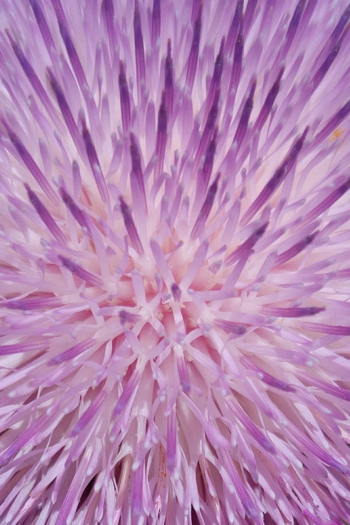 Lila iPhone Hintergrundbild – Minimalistisch & auffällig in 4K kostenlos hintergrundbild