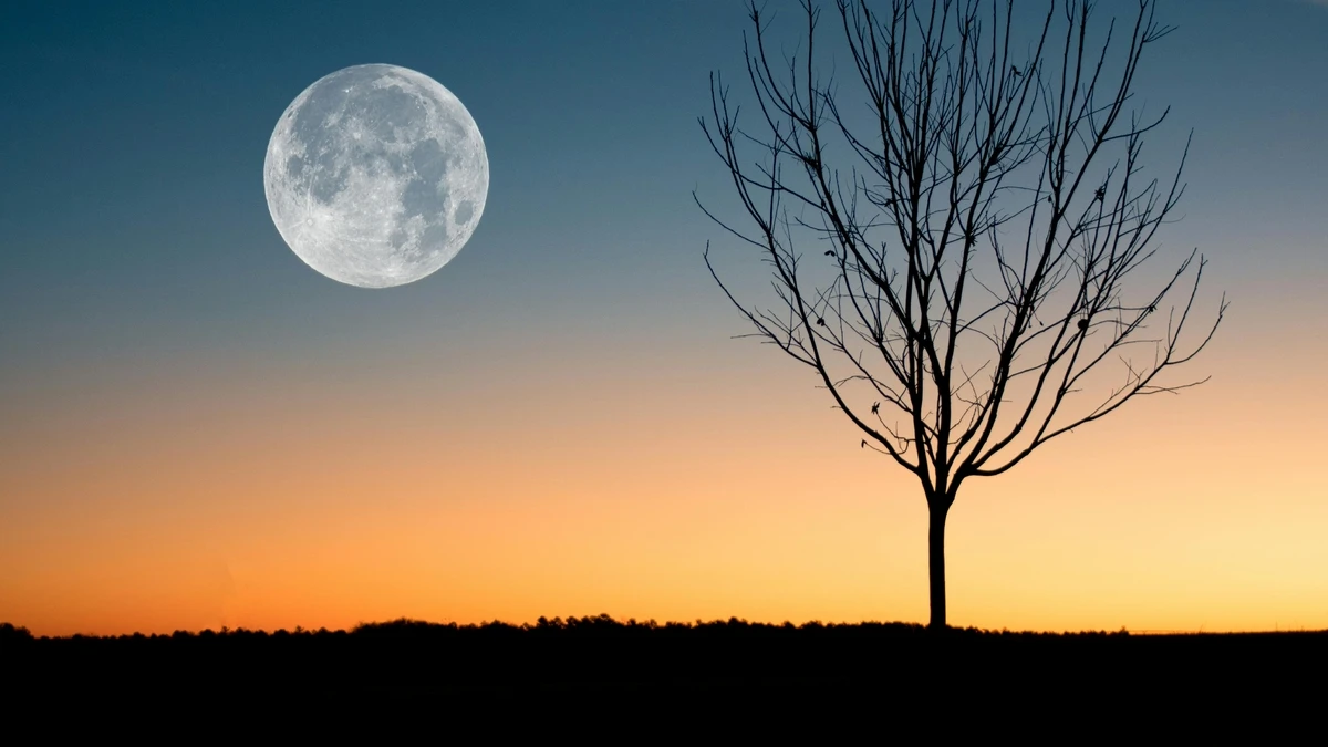 Magische Nacht mit Vollmond und Silhouetten von Bäumen hintergrundbild