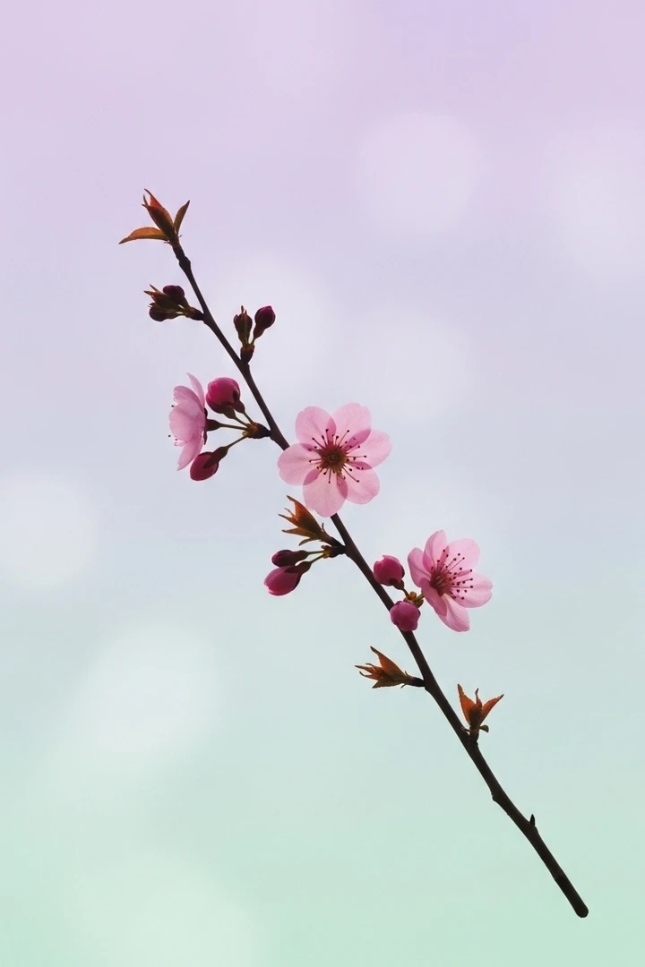 Minimalistische Blumen Hintergrundbilder hintergrundbild