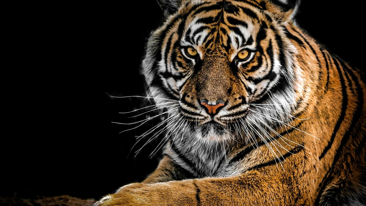 Nahaufnahme Fotografie Des Tigers hintergrundbild