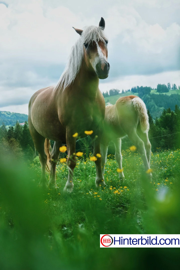 Pferd mit seinem Fohlen auf einer Wiese