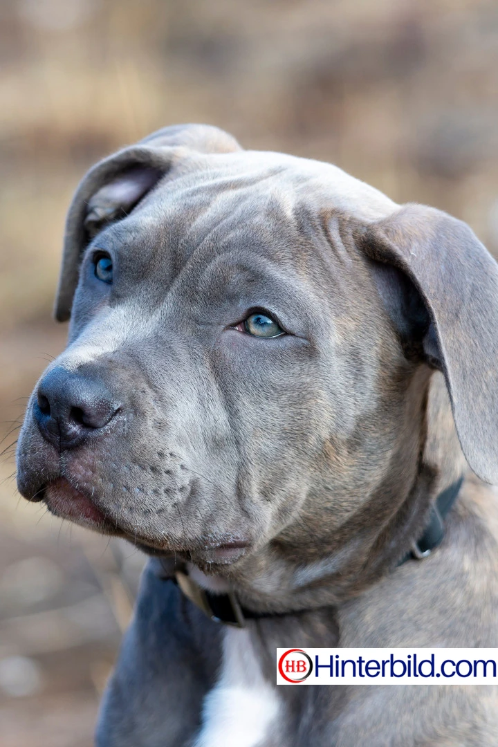 Pitbull Hund