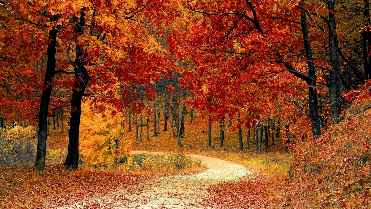Rote Laubbäume nahe der Straße hintergrundbild
