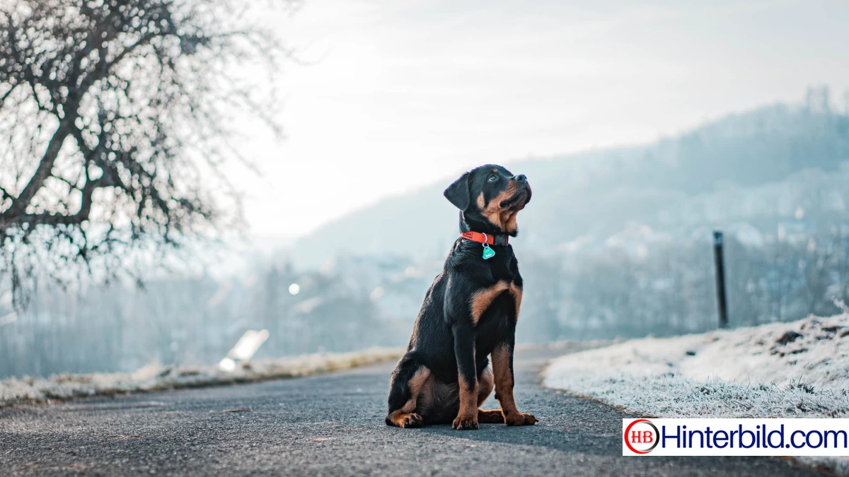Rottweiler Hund