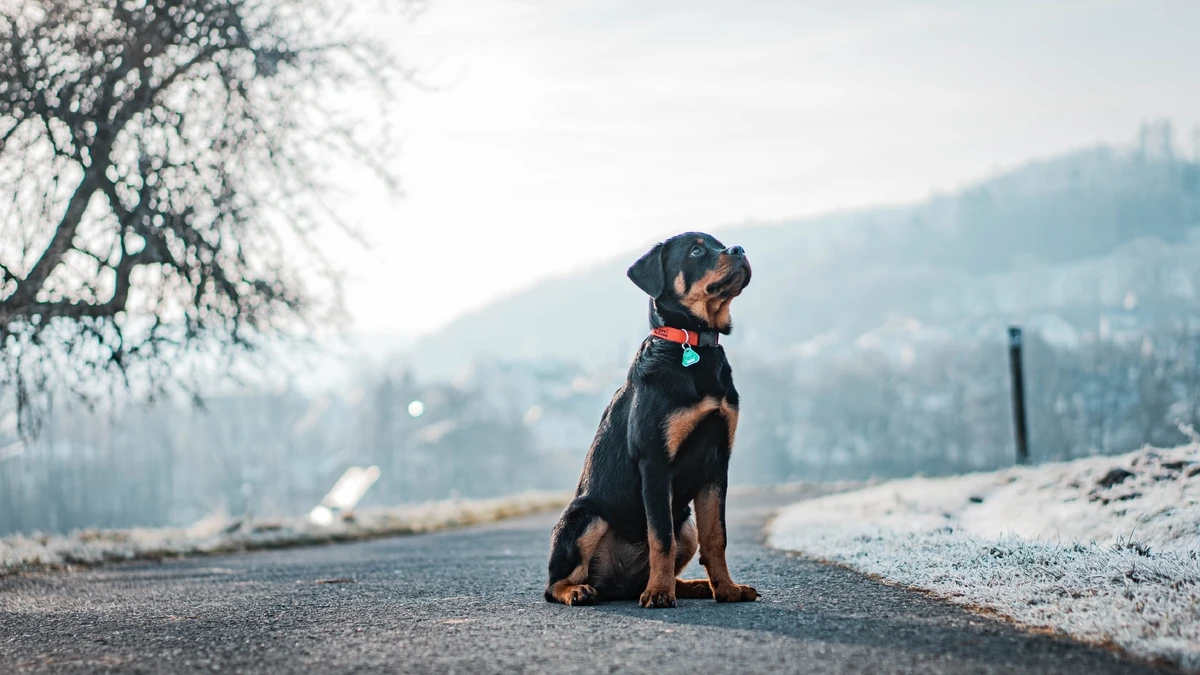 Rottweiler, Hund hintergrundbild