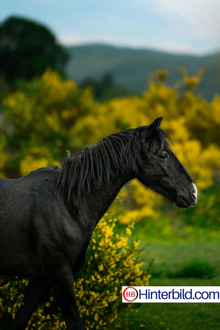 Schwarzes Pferd