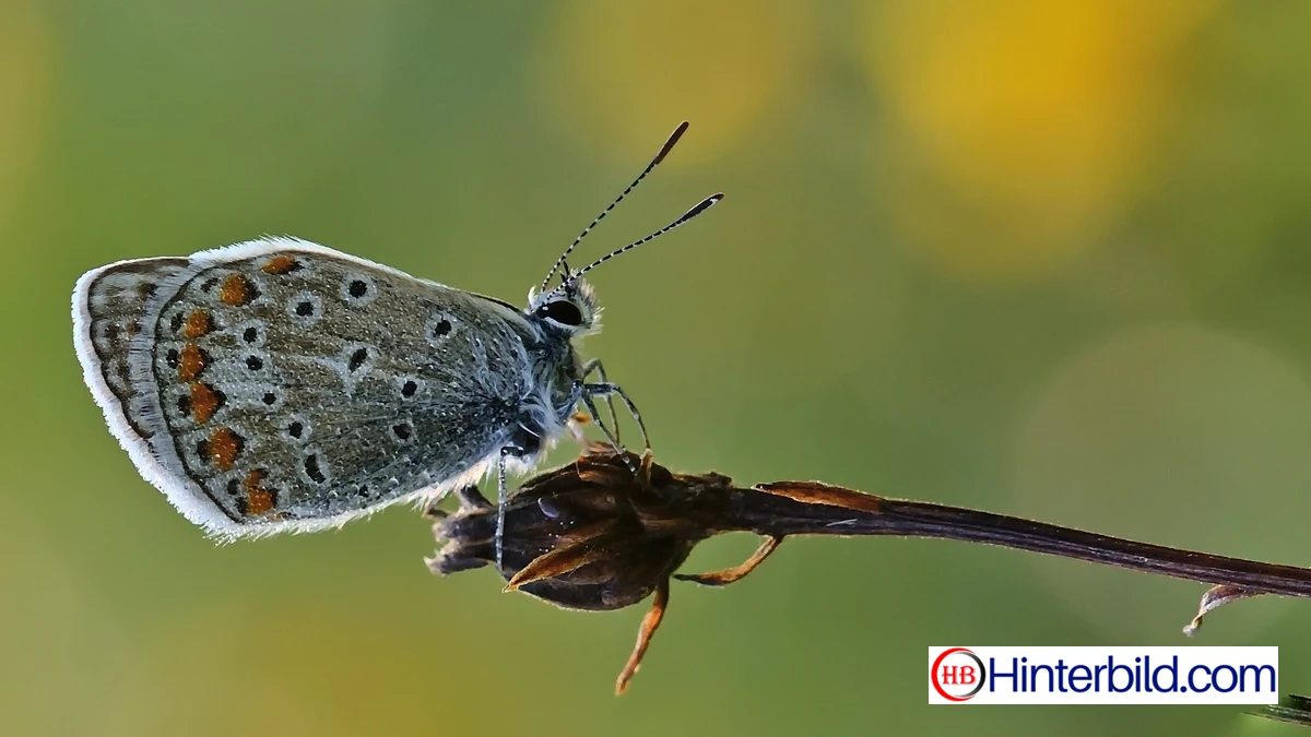 Schöner Schmetterling 