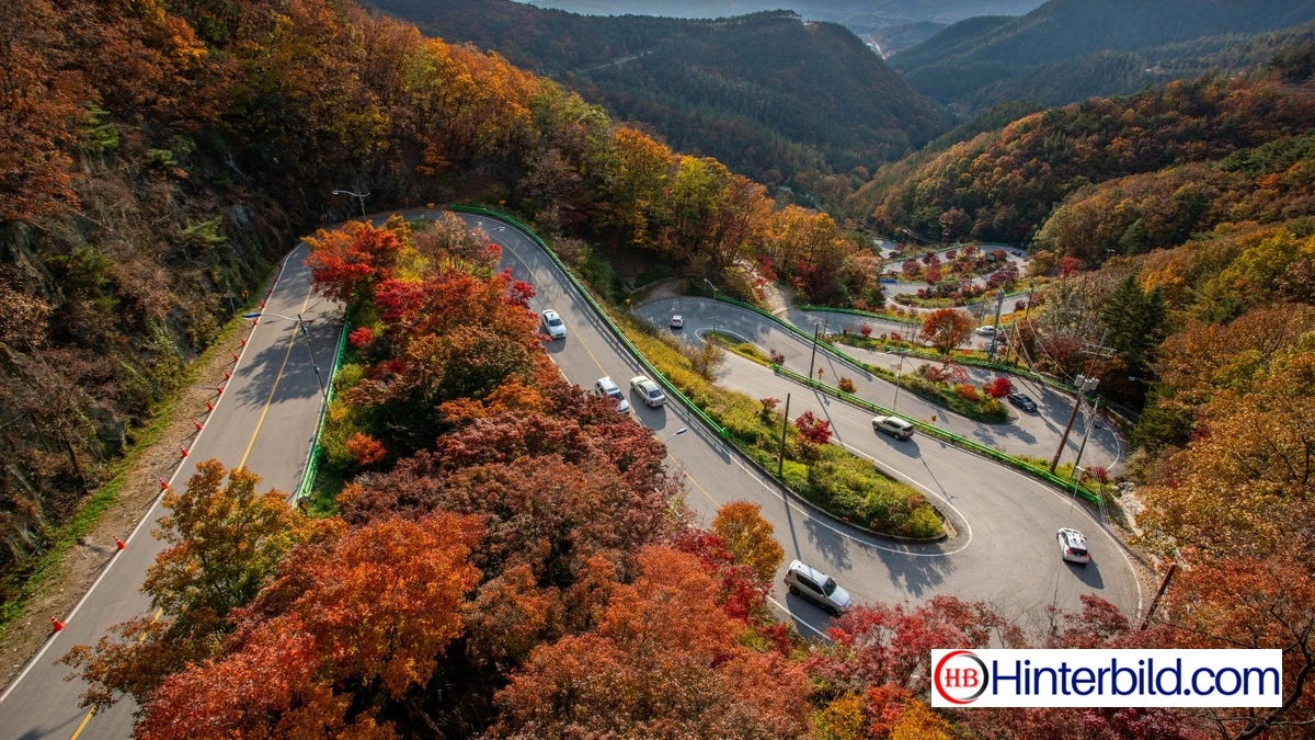 Straße durch den Wald