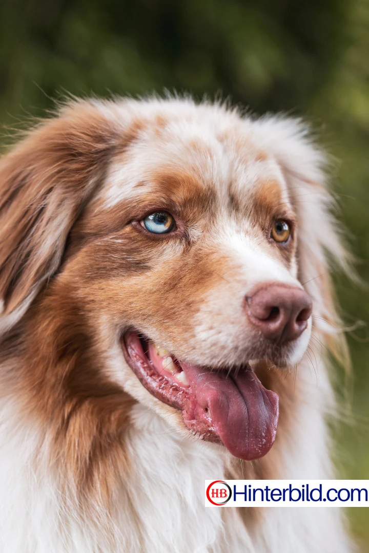 süßer Hund