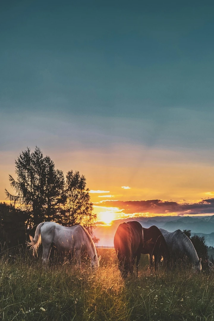 Vier Verschiedenfarbige Pferde Auf Grasfeldern In Der Nähe Von Hohen Bäumen Während Des Sonnenuntergangs hintergrundbild