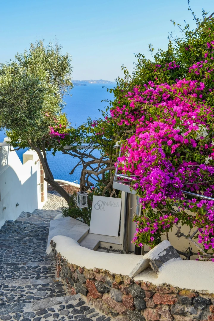 Weiße Beschilderung Neben Lila Bougainvillea Neben Gewässern hintergrundbild