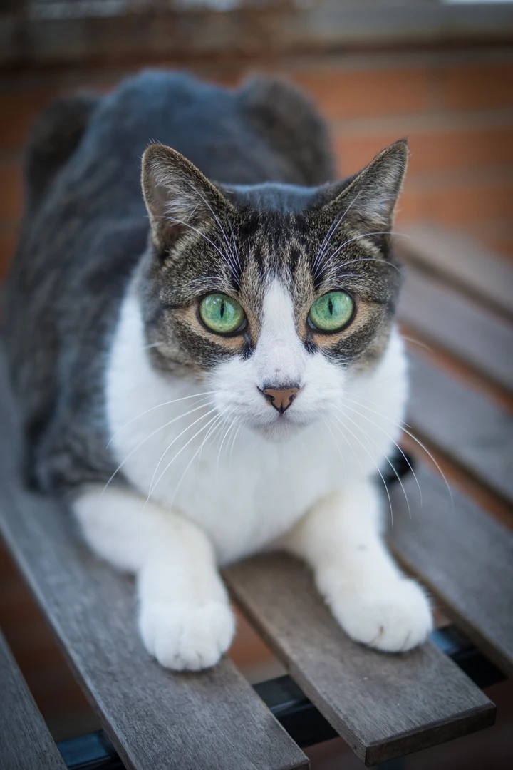Weiße und graue süße Katze hintergrundbild