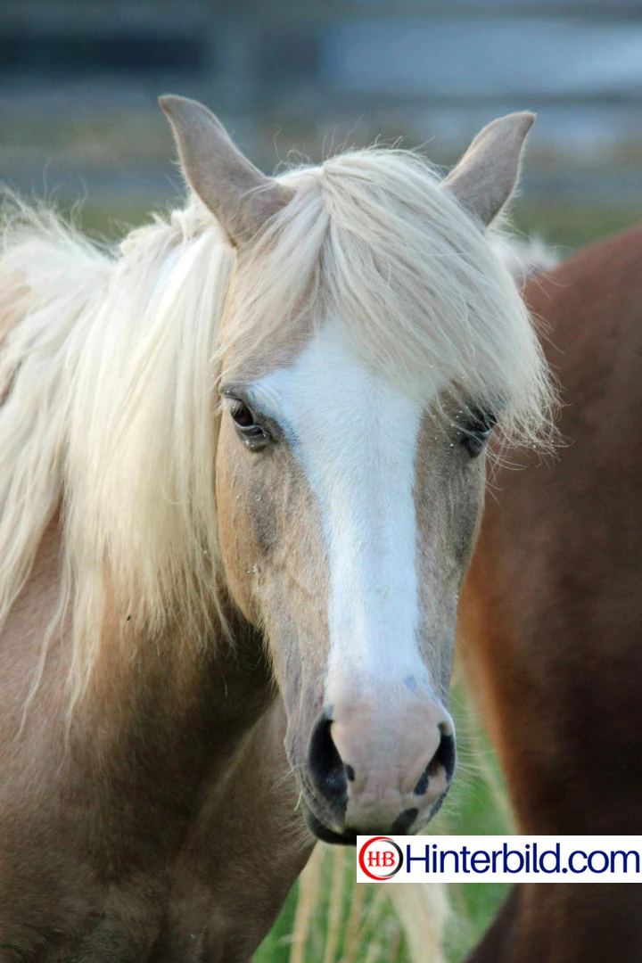 Weißes Pferd