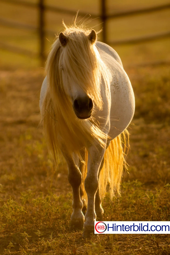Weißes Pferd in der Natur